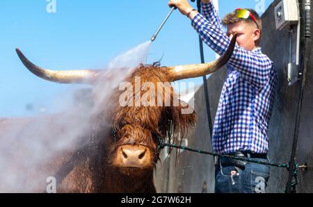 Great Yorkshire Show, Harrogate, Yorkshire, 16. Juli 2021, Großbritannien, Matthew Iceton aus Eggleston, Co. Durham, kühlte seine Highland Cow ab, Margaret 4. Von Naht, nachdem die drei Jahre alte Kuh bei der Great Yorkshire Show, Harrogate, in der brüllenden Hitze den 2. Preis gewonnen hatte, Bei der über 4 Tage rund 100,000 Menschen an der Show teilnahmen, was aufgrund der Covid-19-Verordnungen um etwa die Hälfte der normalen Kapazität reduziert wurde. Quelle: Wayne HUTCHINSON/Alamy Live News Stockfoto