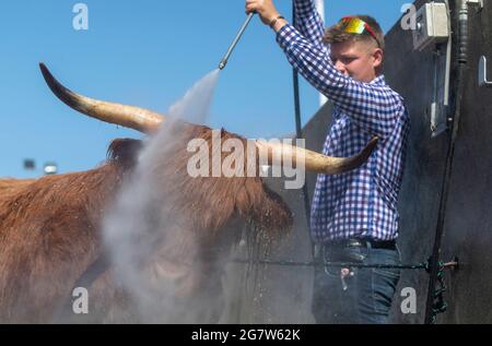 Great Yorkshire Show, Harrogate, Yorkshire, 16. Juli 2021, Großbritannien, Matthew Iceton aus Eggleston, Co. Durham, kühlte seine Highland Cow ab, Margaret 4. Von Naht, nachdem die drei Jahre alte Kuh bei der Great Yorkshire Show, Harrogate, in der brüllenden Hitze den 2. Preis gewonnen hatte, Bei der über 4 Tage rund 100,000 Menschen an der Show teilnahmen, was aufgrund der Covid-19-Verordnungen um etwa die Hälfte der normalen Kapazität reduziert wurde. Quelle: Wayne HUTCHINSON/Alamy Live News Stockfoto