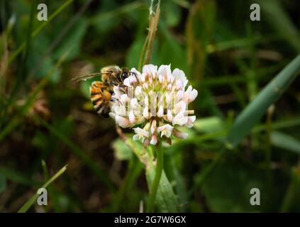 Honigbiene auf Kleeblatt Stockfoto