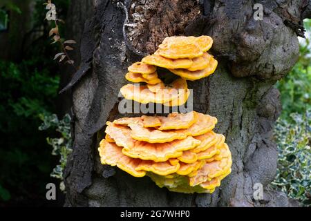 Bracketpilz (Laetiporus sulfureus) auf einem Baum auf dem Gelände der Merchant Adventurers’ Hall, York, Yorkshire, England, Großbritannien. Stockfoto