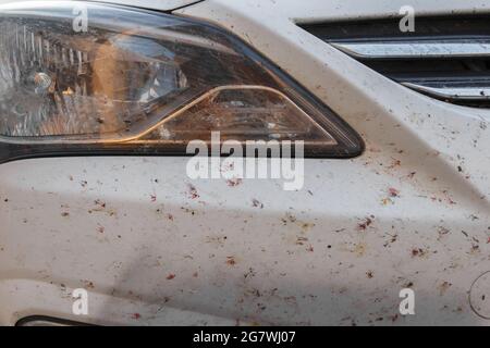 Insekten auf der Lackierung des Autos, zerbrochene Mücken. Tötete Insekten auf dem Stoßfänger des Autos Stockfoto