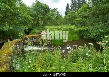 Schwan mit Signet auf dem Waschhausteich im Mellerstain House in den Scottish Borders. Stockfoto