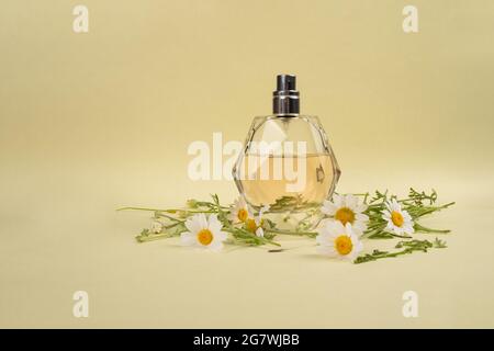 Modische Parfümflasche mit Kamillenduft auf gelbem Hintergrund. Stockfoto