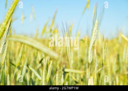 Feld des jungen Weizens, Dorn des Weizens Nahaufnahme. Stockfoto