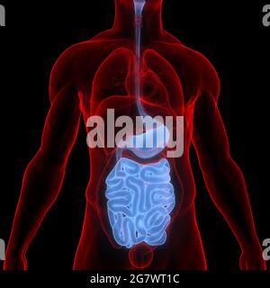 Anatomie Des Verdauungssystems Der Menschlichen Inneren Organe. 3D Stockfoto