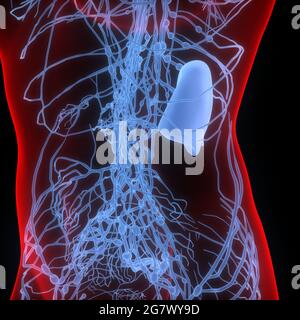 Lymphknoten sind Teil der Anatomie des menschlichen inneren Systems. 3D Stockfoto