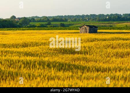 Vergessenes Holzhaus in einem goldenen Weizenfeld. Stockfoto