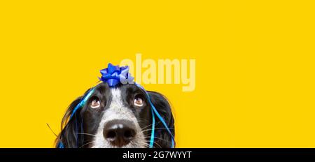 Banner Geburtstag Welpen Hund Geschenk suchen nach oben, mit einem blauen Band und Girlanden auf gelbem Hintergrund bedeckt. Stockfoto