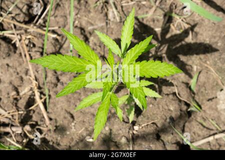 Junge grüne Keimung von Marihuana in einer Cannabispflanze im Freien. Stockfoto