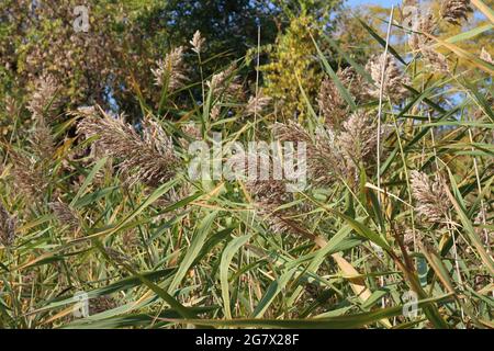 Hohe Gräser werden im Herbst im Hastings Forest Preserve in Lake Villa, Illinois, USA, Samen säen Stockfoto