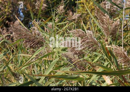 Hohe Gräser werden im Herbst im Hastings Forest Preserve in Volo, Illinois, USA, Samen säen Stockfoto
