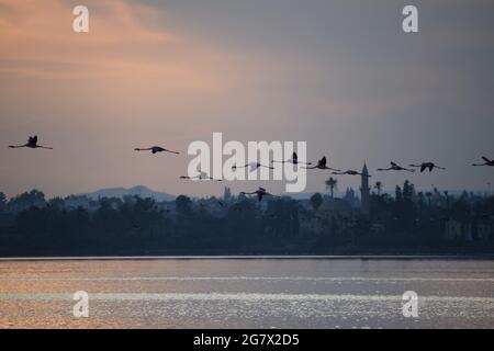 Flamingos fliegen über den Salzsee in Zypern Stockfoto