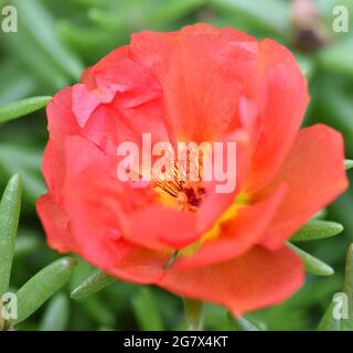 Nahaufnahme einer roten Moosrose (Portulaca grandiflora) mit grünem, belaubten Hintergrund. Stockfoto