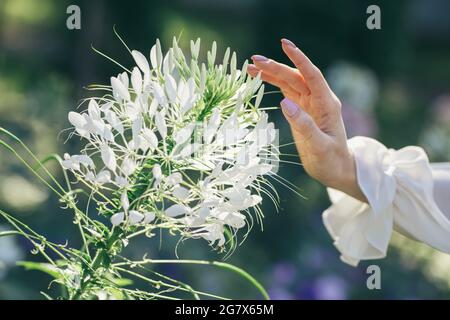 Die Hand der Frau berührt eine schöne weiße Blume. Sommerblüte. Selektiver Fokus. Stockfoto