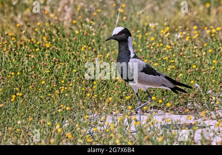 Schmiedekiebitz, Etosha National Park, Namibia Stockfoto