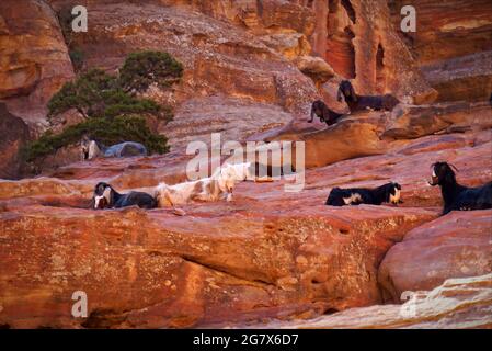 Petra ist ein Symbol Jordaniens und die meistbesuchte Touristenattraktion Jordaniens. Benannt zu einem der Neuen Sieben Weltwunder. Stockfoto