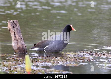 Gemeinsame Gallinule (Gallinula galeata) Schwimmen in einem See, Conceição do Coite, Bahia, Brasilien Stockfoto