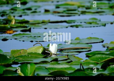 Nahaufnahme von Seerosen in einem Teich bei Tageslicht Stockfoto