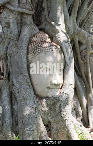 Wunder der Natur, der Kopf des Sandstein-buddha-Bildes in Baumwurzeln. Stockfoto