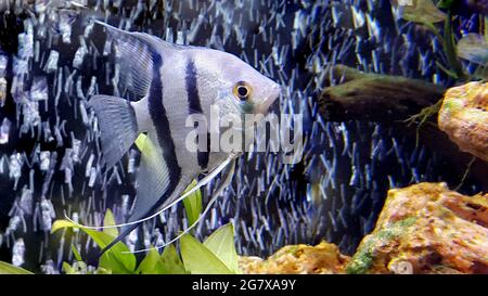 Angelfische - Pterophyllum scalare im Aquarium Stockfoto