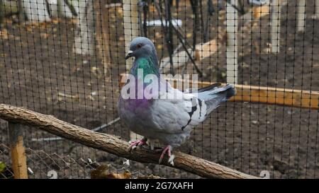 Deutsche Modena-Taube. Nahaufnahme. Dekorative bunte Taube. Schöne Originale verschiedene Arten züchten Tauben. Spezielles Gefieder. Hausvögel. Stockfoto