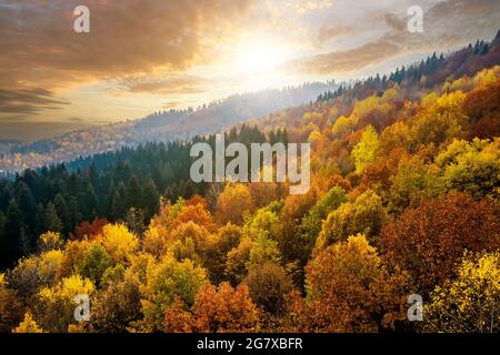 Blick von oben auf dichten Pinienwald mit Vordächern von grünen Fichten und bunt gelb üppigen Vordächer im Herbst Berge bei Sonnenuntergang. Stockfoto