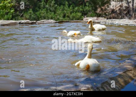 Kleine Gänseküken schwimmen im Wasser. Foto mit wildlebendem Hintergrund. Gänse. Stockfoto