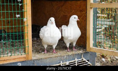 Deutsche Modena weiße Paartaube. Schöne Tauben, die auf einem Ast in einem Käfig sitzen Originale verschiedene Arten züchten spezielles Gefieder. Stockfoto