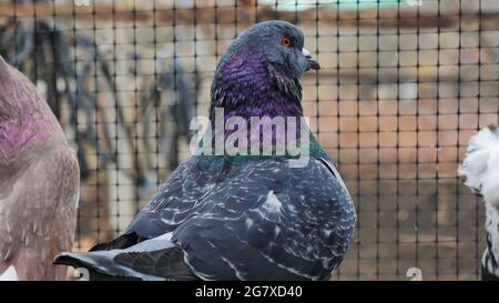 Deutsche Modena-Taube. Nahaufnahme. Dekorative bunte Taube. Schöne Originale verschiedene Arten züchten Tauben. Spezielles Gefieder. Hausvögel. Stockfoto