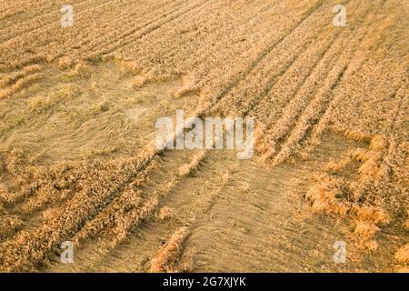 Luftaufnahme von reifen Farm Feld bereit für die Ernte mit heruntergefallen von Wind Weizen Köpfe gebrochen. Beschädigte Pflanzen und Landwirtschaft Scheitern Konzept. Stockfoto