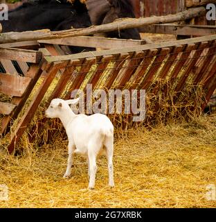 Ein Lamm frisst Heu auf einem Bauernhof im Hof aus einem Holzfeeder. Tierhaltung, Landwirtschaft, Dorfthema, junger Organismus Stockfoto