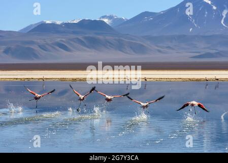 Eine Gruppe von rosa Flamingos, die über einen hochgelegenen See mit vulkanischer Landschaft im Hintergrund in den Anden, der Atacama-Wüste, Chile, fliegen Stockfoto