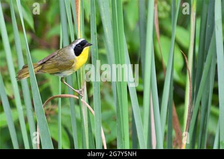 Schöner, gehobener, gelblicher singbird, der auf einem Rohrkolben thront. Stockfoto