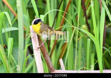 Schöner gelbkehlige singvögel, der auf Rohrkolben thront. Stockfoto