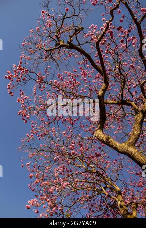 Ein blühender Zweig mit rosa Blüten und blauem Himmel im Hintergrund. Ipê rosa, ein typischer brasilianischer Baum. Handroanthus heptaphyllus. Stockfoto