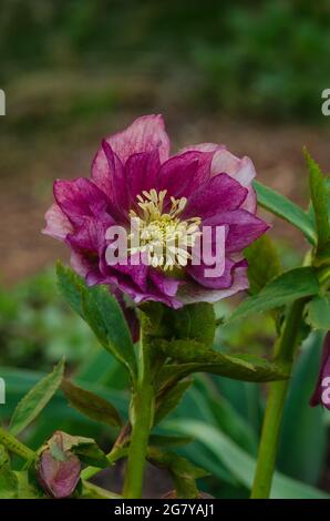 Helleborus hybridus Double Ellen Red wächst im Frühlingsgarten. Immergrüne mehrjährige Hellebore blühen im späten Winter bis zum frühen Frühjahr. Stockfoto