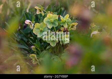 Makroaufnahme Hellebore Queens Green mit Regentropfen wächst im Garten. Hybride Hellebores oder Weihnachtsrosen blühen im Winter und Frühling. Früher Spri Stockfoto