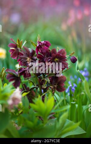 Helleborus orientalis Delila. Im Frühlingsgarten blüht der schwarze burgunderbraune Delila hellborus. Stockfoto