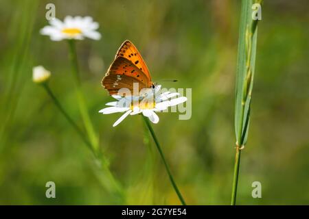 Das seltene Kupfer, ein Weibchen eines orangefarbenen Schmetterlings, der auf einer weißen und gelben Blume sitzt. Verschwommener grüner Hintergrund. Sonniger Sommertag auf einer Wiese. Stockfoto