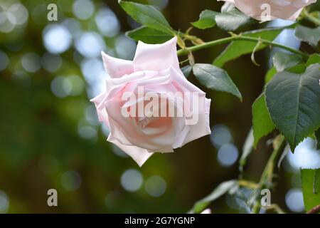 Eine schöne hellrosa Porzellangerose. Auch bekannt als Bengale Rose oder Bengale Crimson oder Bengale Beauty ist ein Mitglied der Gattung Rosa heimisch Stockfoto