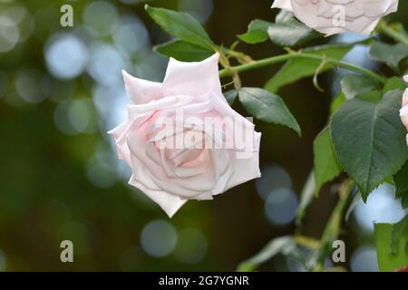 Eine schöne hellrosa Porzellangerose. Auch bekannt als Bengale Rose oder Bengale Crimson oder Bengale Beauty ist ein Mitglied der Gattung Rosa heimisch Stockfoto