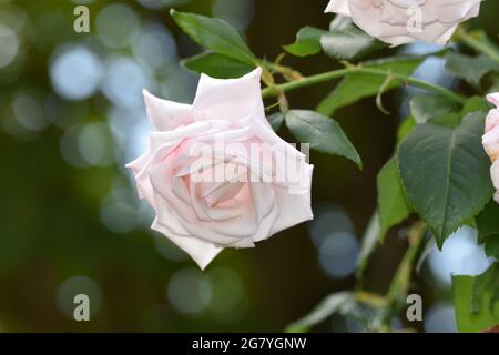 Eine schöne hellrosa Porzellangerose. Auch bekannt als Bengale Rose oder Bengale Crimson oder Bengale Beauty ist ein Mitglied der Gattung Rosa heimisch Stockfoto