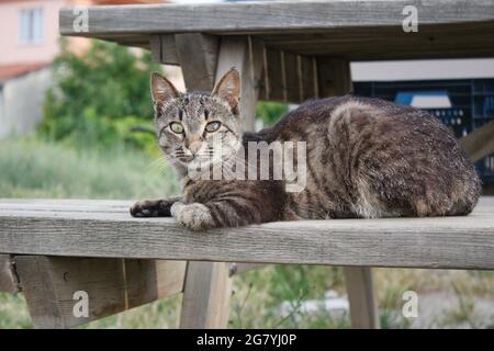 Die heimatlose, flauschige Katze sitzt auf der Holzbank. Entzückende streunende Katze schaut auf die Kamera. Stockfoto