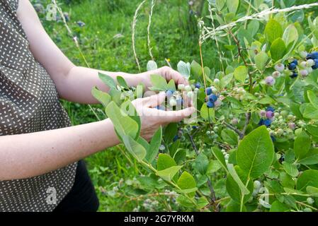 Eine kaukasische Frau erntet Heidelbeeren auf einem Bauernhof. Stockfoto