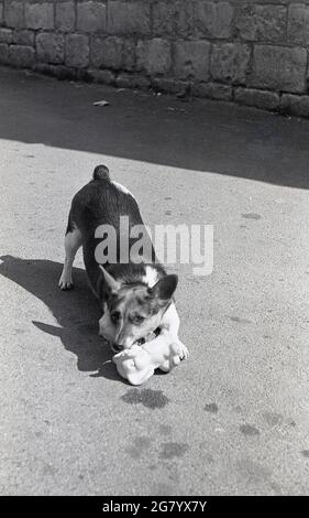 1960er Jahre, historisch, draußen in einem Innenhof, ein Cardigan welsh Corgi Hund mit einem Gummi Elefant Spielzeug im Mund, Cheltenham, England, Großbritannien. Niedergezogene Hunde, mit kurzen Beinen und einer tiefen Brust, wurden ursprünglich zu Rindern, Schafen und Pferden gezüchtet. Verspielte, kluge und liebevolle Hunde, sie gedeihen von geistiger Stimulation und körperlicher Aktivität. Stockfoto