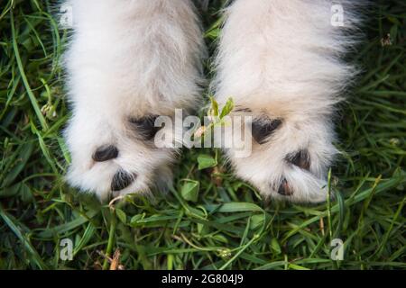 Nahaufnahme einer Pfote eines kleinen Samoyed weißen Welpen auf Gras Stockfoto