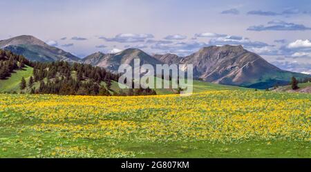 Panorama von Balsamroot-Wildblumen auf einer Wiese unterhalb der felsigen Bergfront bei augusta, montana Stockfoto