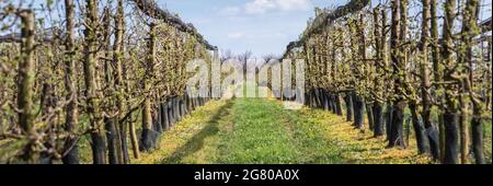Panoramablick auf Apfelgarten mit Obstbäumen in einer Reihe. Kultivierte Säulebäume mit schützendem Netz im Frühjahr Stockfoto