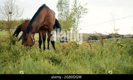 Pferde grasen auf den schönen Feldwiesen. Ein dunkles Lorbeerpferd, das Gras auf der Pferdefarm frisst. Bäume vor dem klaren weißen Himmel im Hintergrund. Szene von der Pferdefarm. Stockfoto