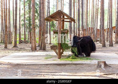 Ein riesiger schwarzer Yak frisst Gras im Zoo, schaut auf die Kamera, wedelt den Schwanz, vertreibt Fliegen. Bos mutus. Ein wolliger schwarzer Bulle, der frisches Heu kaut Stockfoto